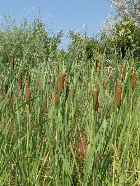 Typha angustifolia